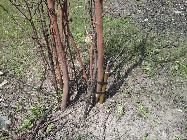 Сводки от ополчения Новороссии 20.05.2015