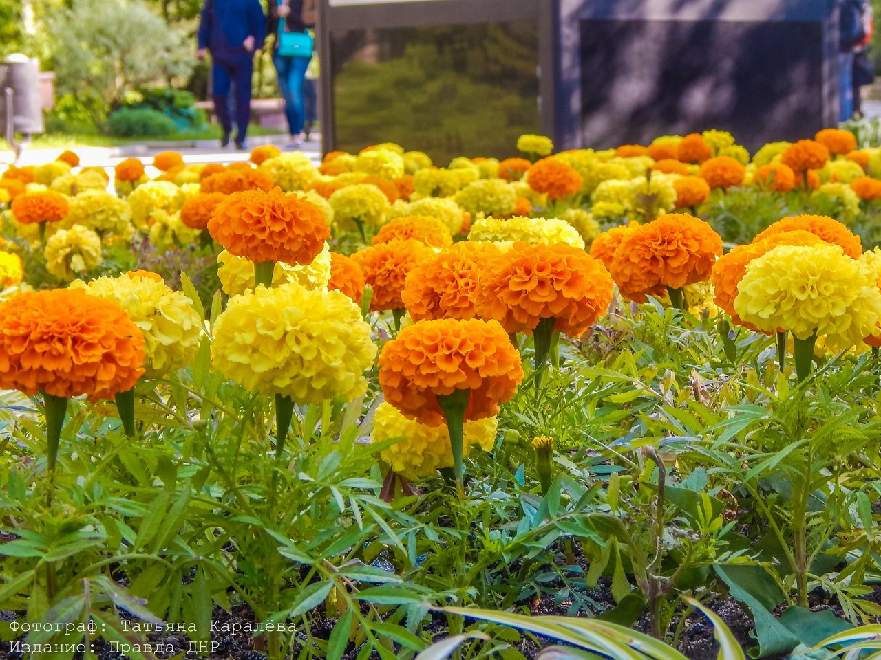 Татьяна Каралёва: "Прогулка в солнечном Донецке" Татьяна Каралёва: "Прогулка в солнечном Донецке"