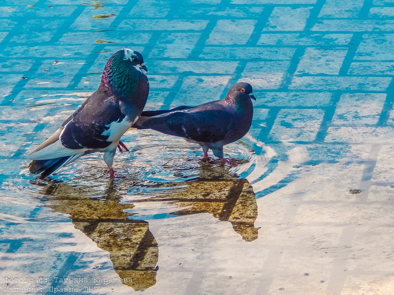 Татьяна Каралёва: "Прогулка в солнечном Донецке" Татьяна Каралёва: "Прогулка в солнечном Донецке"