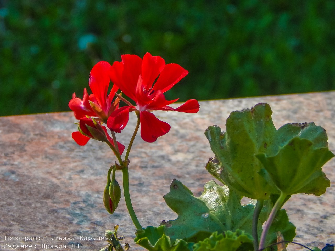 Татьяна Каралёва: "Прогулка в солнечном Донецке" Татьяна Каралёва: "Прогулка в солнечном Донецке"