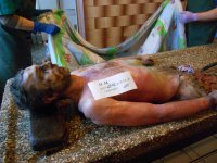 (18+) Лики войны. Киборги из аэропорта (2014-2015)