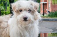 Новая жизнь донецких собак. Как брошенные животные обрели семьи в России