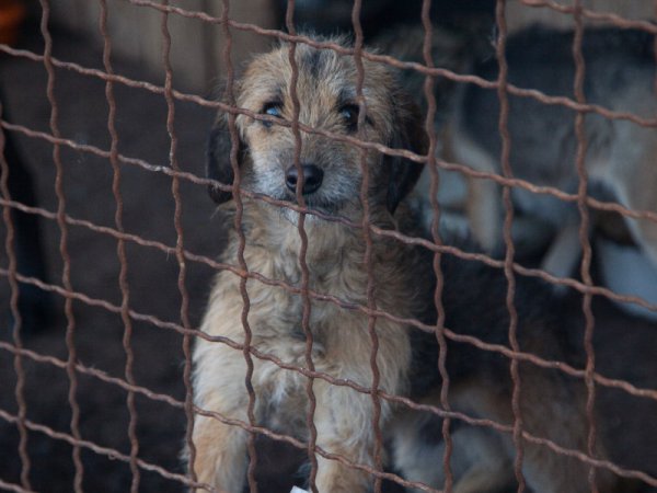 Новая жизнь донецких собак. Как брошенные животные обрели семьи в России