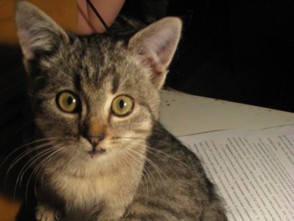 Новая жизнь донецких собак. Как брошенные животные обрели семьи в России