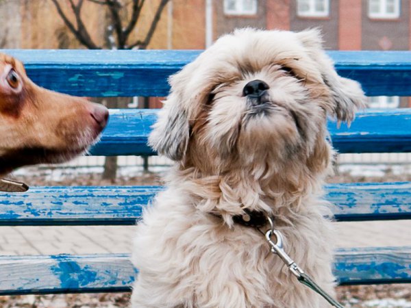 Новая жизнь донецких собак. Как брошенные животные обрели семьи в России