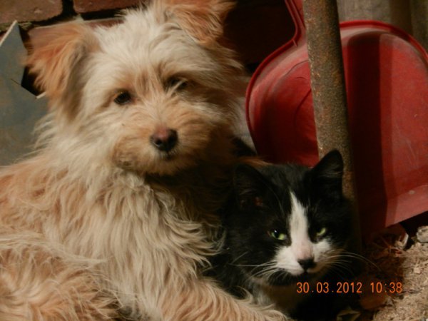 Новая жизнь донецких собак. Как брошенные животные обрели семьи в России