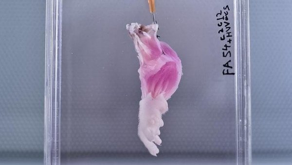 Ученые вырастили первую искусственную ногу крысы Ученые вырастили первую искусственную ногу крысы