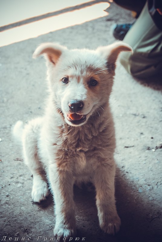 Под огнем перемирия. Заметка от военкора Дениса Григорюка