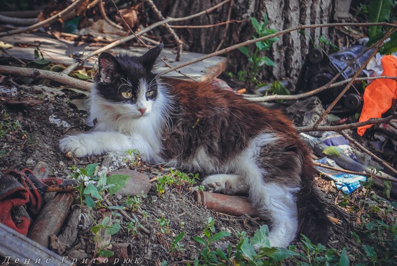 Под огнем перемирия. Заметка от военкора Дениса Григорюка