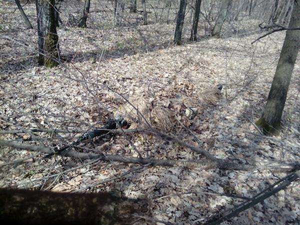 Сводки от ополчения Новороссии 07.06.2015 Сводки от ополчения Новороссии 07.06.2015