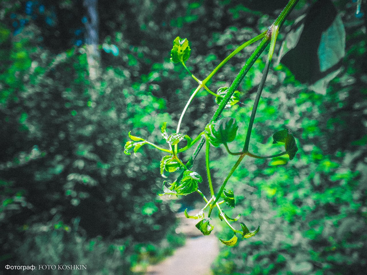 Сводки от ополчения Новороссии 08.06.2015 Сводки от ополчения Новороссии 08.06.2015