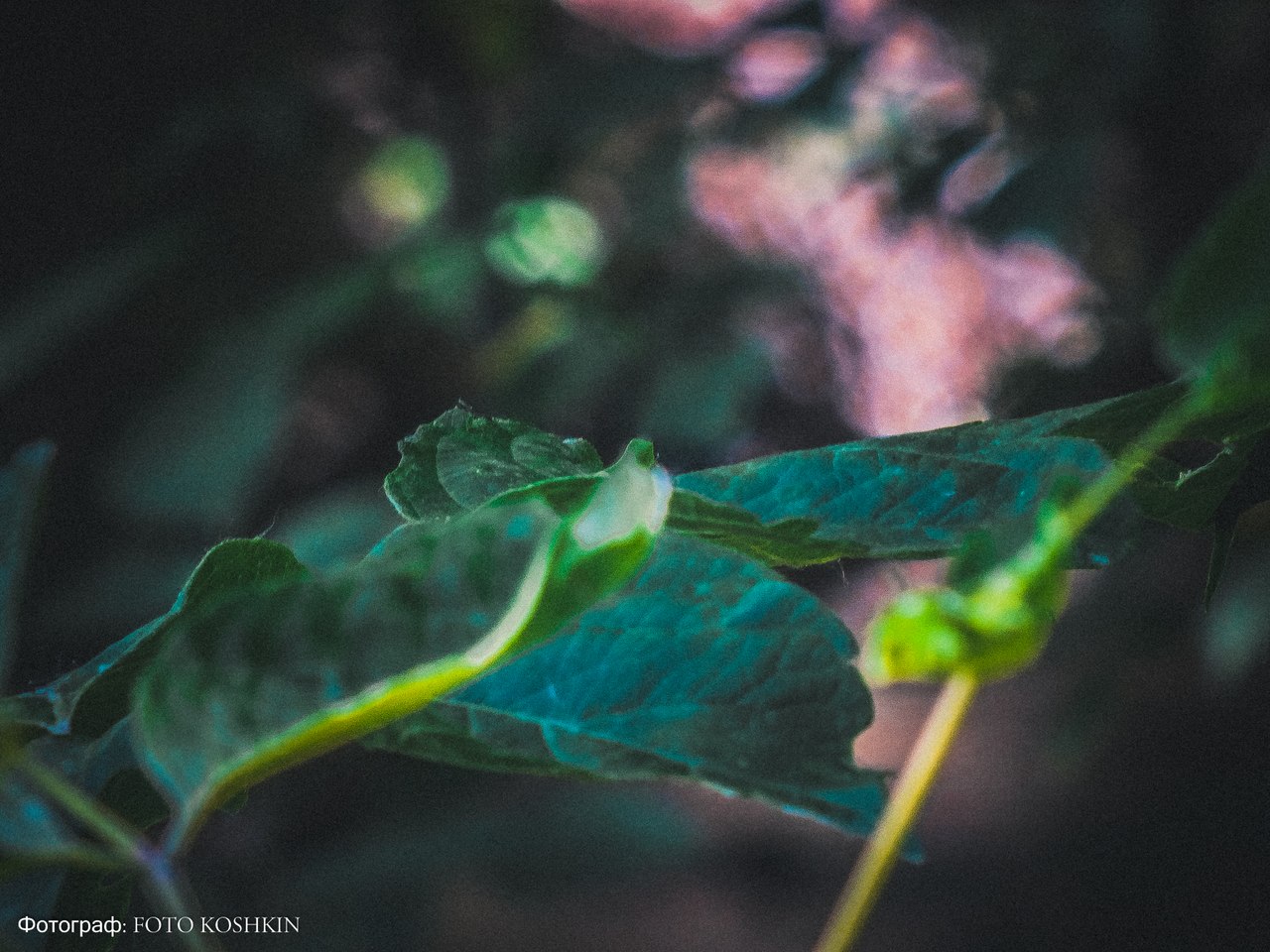 Сводки от ополчения Новороссии 08.06.2015 Сводки от ополчения Новороссии 08.06.2015