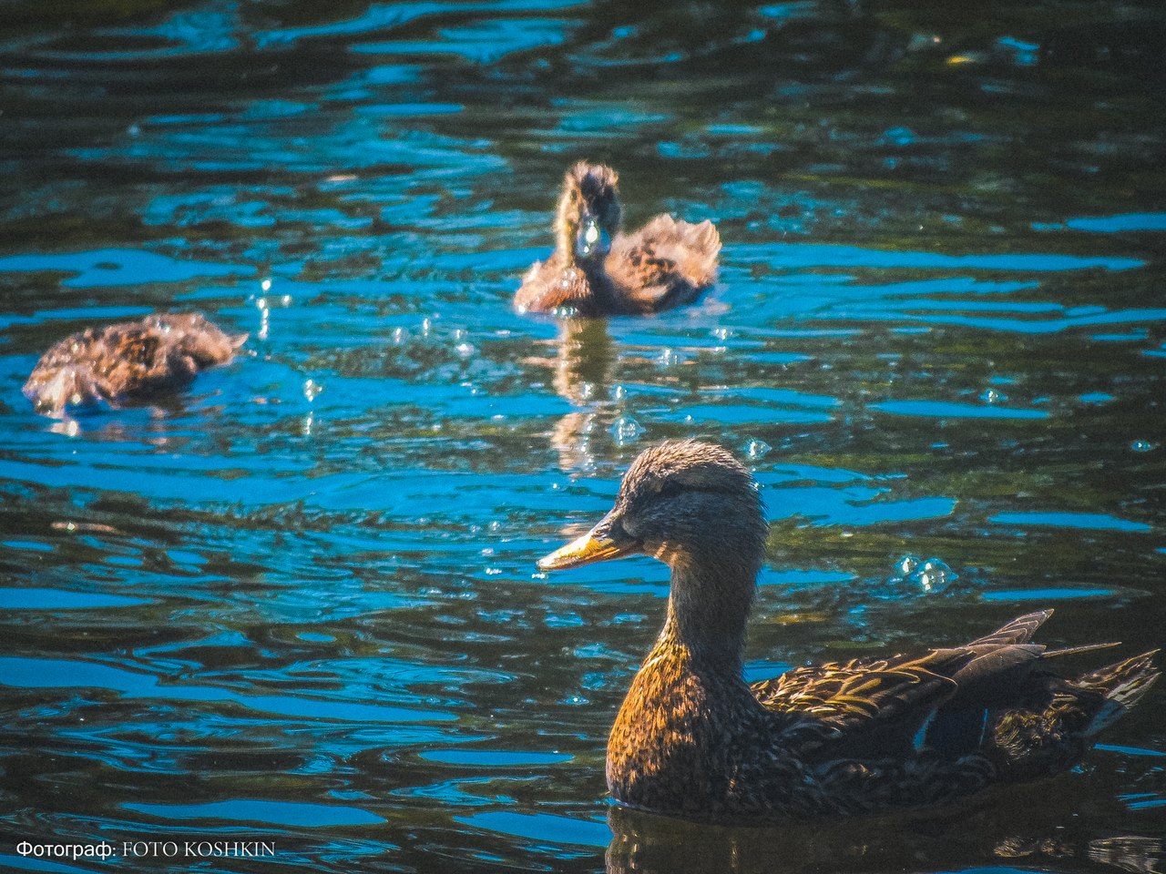 Сводки от ополчения Новороссии 08.06.2015 Сводки от ополчения Новороссии 08.06.2015