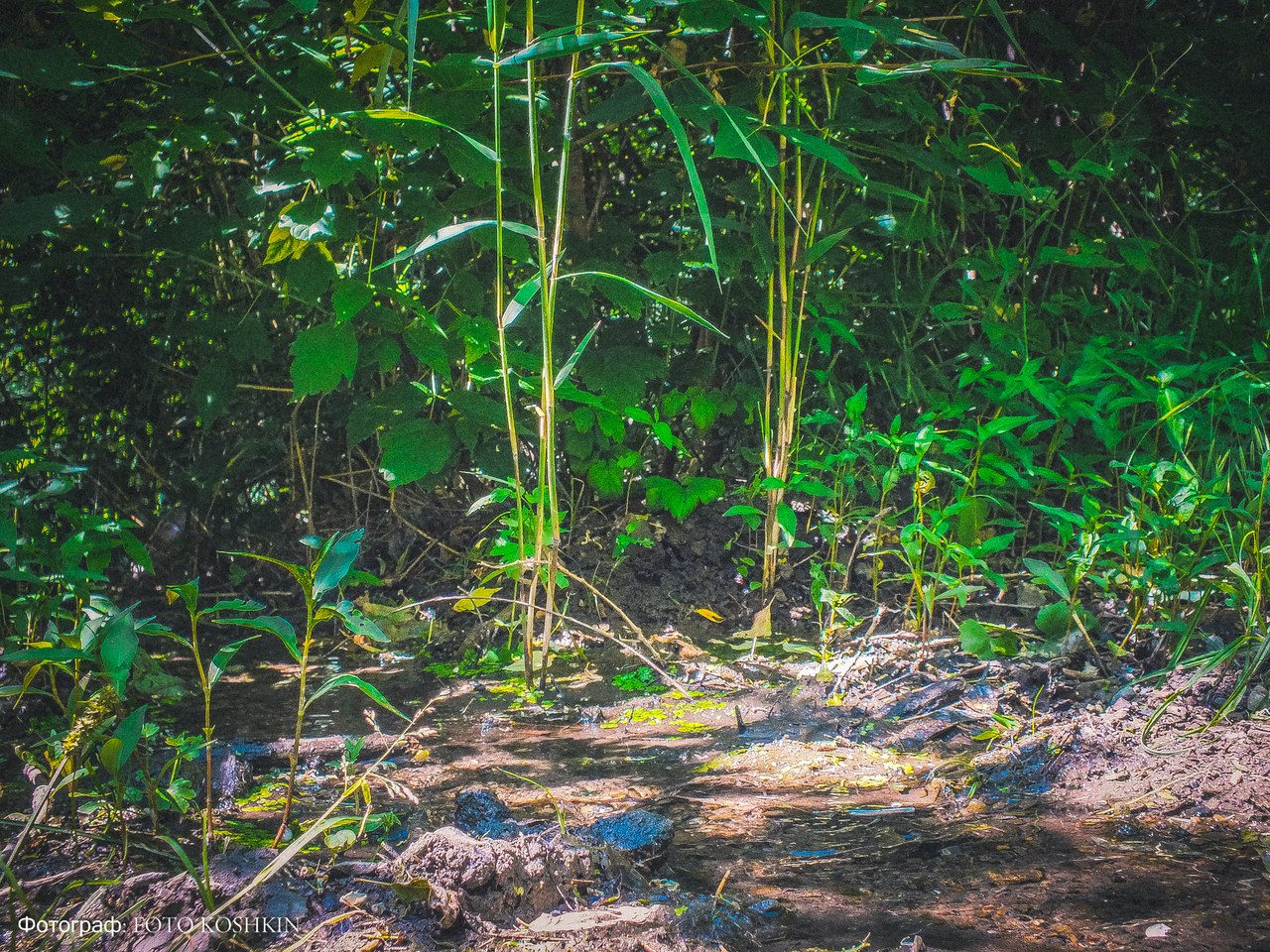 Сводки от ополчения Новороссии 08.06.2015 Сводки от ополчения Новороссии 08.06.2015