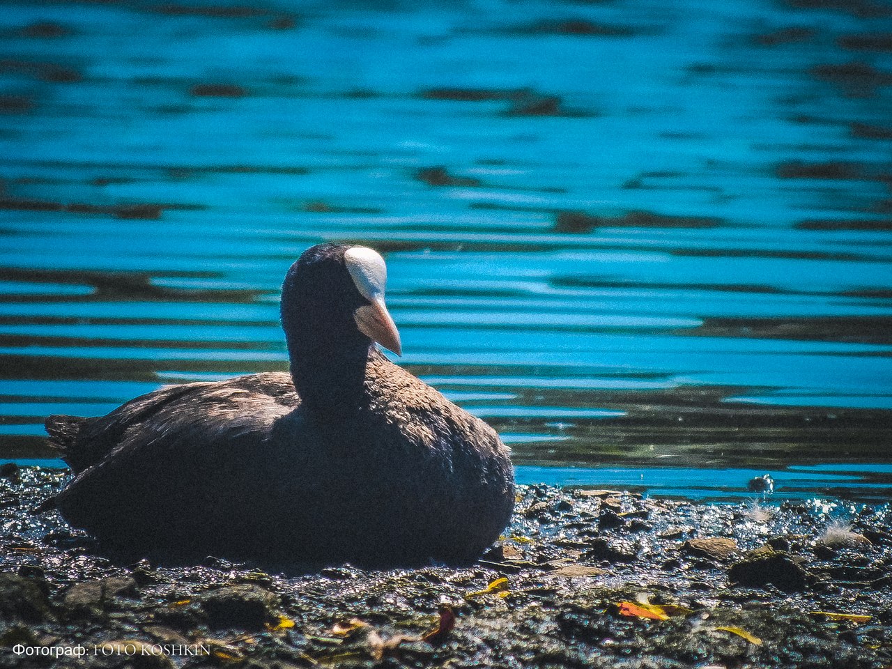 Сводки от ополчения Новороссии 08.06.2015 Сводки от ополчения Новороссии 08.06.2015