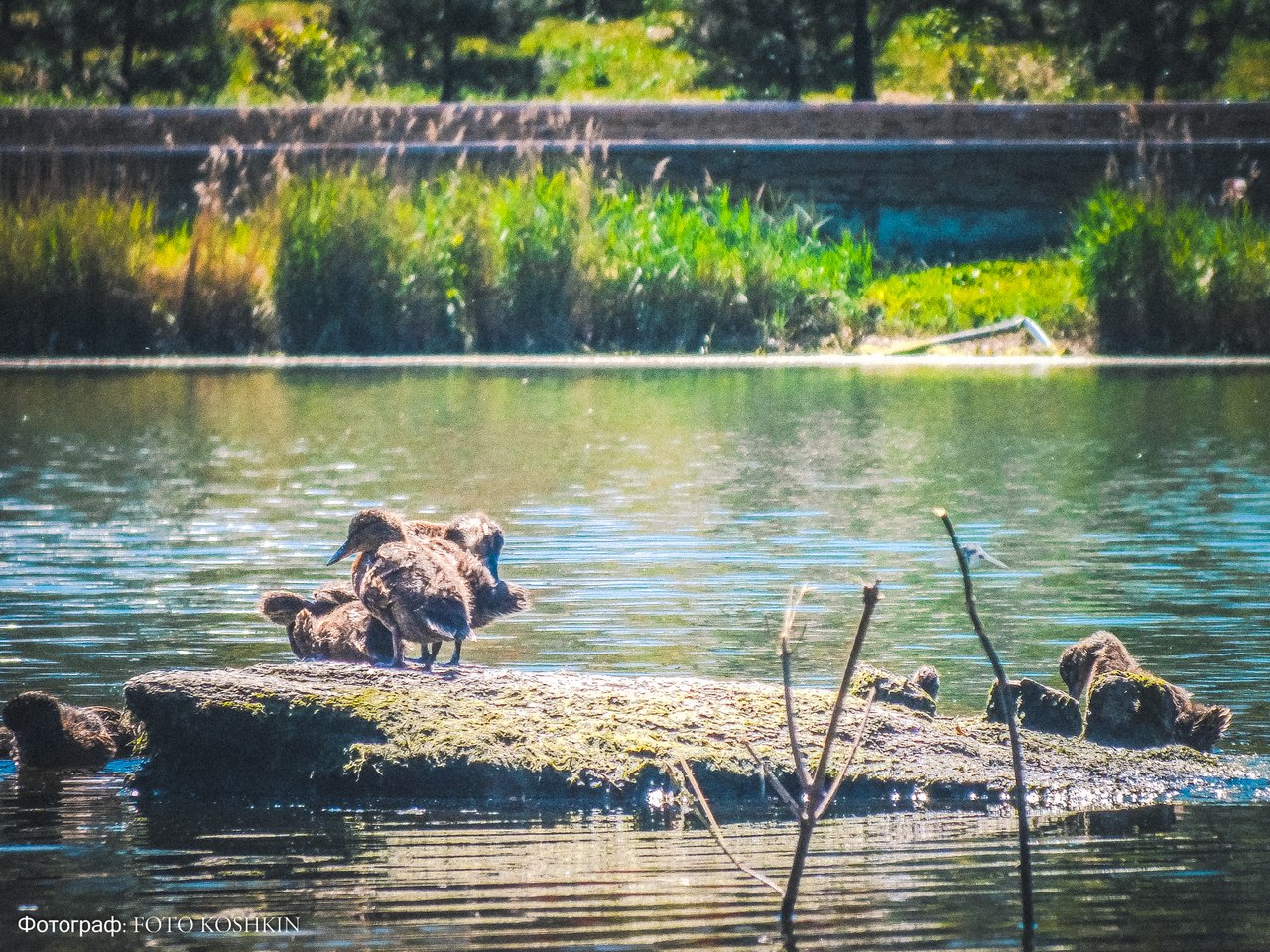 Сводки от ополчения Новороссии 08.06.2015 Сводки от ополчения Новороссии 08.06.2015