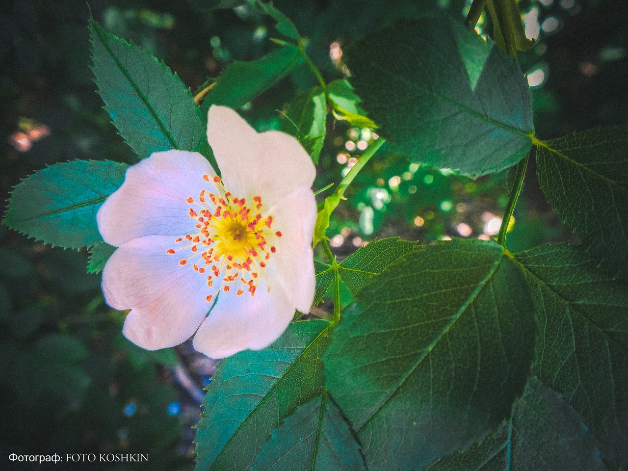 Сводки от ополчения Новороссии 08.06.2015 Сводки от ополчения Новороссии 08.06.2015
