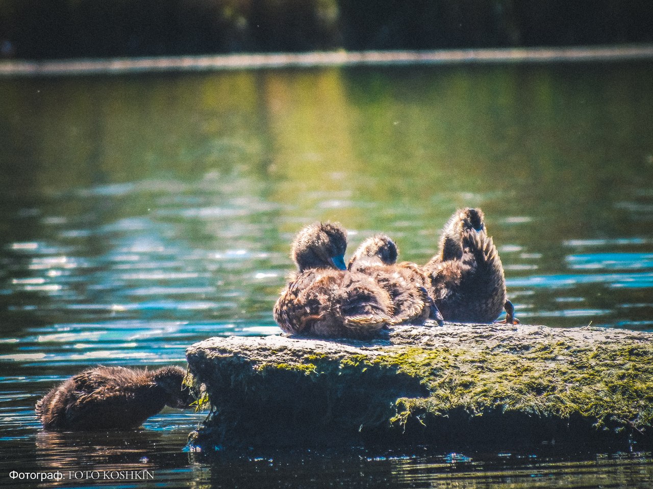 Сводки от ополчения Новороссии 08.06.2015 Сводки от ополчения Новороссии 08.06.2015