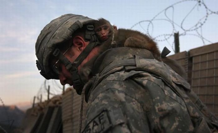 Армия США – «Колосс на глиняных ногах» Армия США – «Колосс на глиняных ногах»