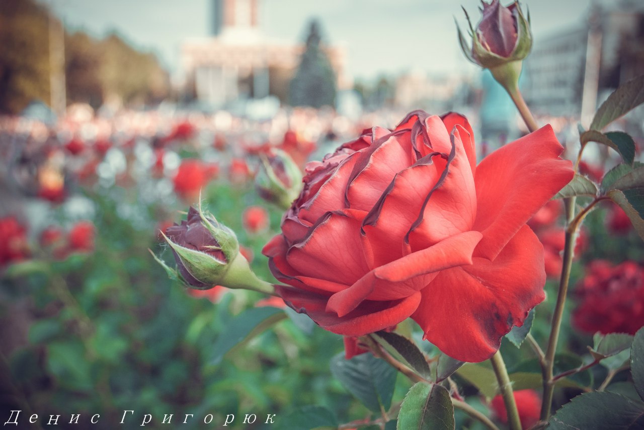 Сводки от ополчения Новороссии 12.06.2015 Сводки от ополчения Новороссии 12.06.2015