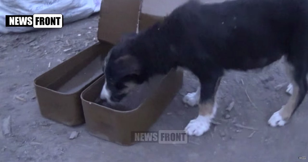Сводки от ополчения Новороссии 18.06.2015 Сводки от ополчения Новороссии 18.06.2015