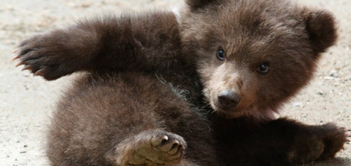 Всемирная история русофобии