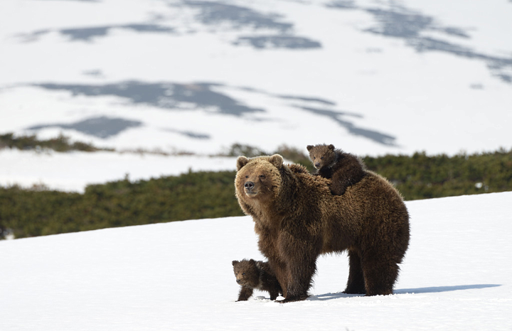 Всемирная история русофобии