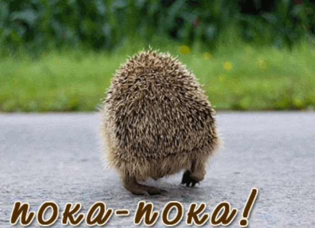 Минутка юмора, или трудно быть ежиком... Минутка юмора, или трудно быть ежиком...