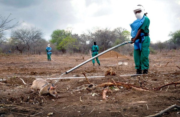 Крысы-сапёры Крысы-сапёры