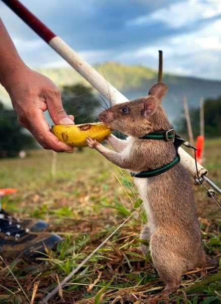 Крысы-сапёры Крысы-сапёры