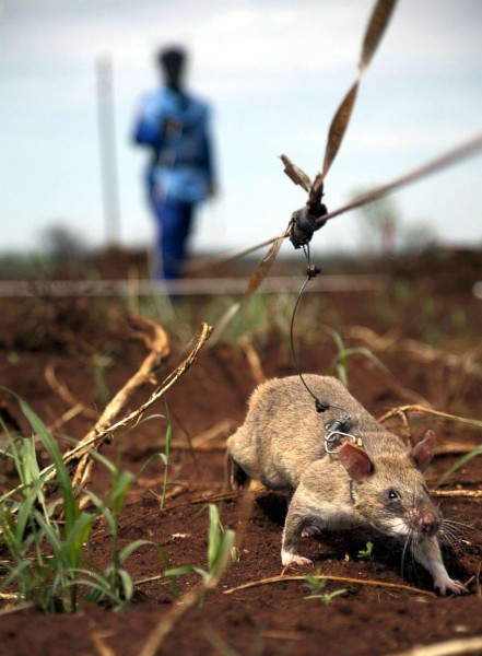 Крысы-сапёры Крысы-сапёры