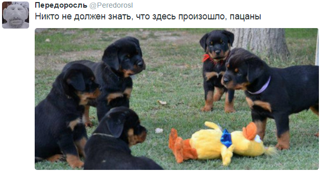 На манеже всё те же - подборка картинок (8) На манеже всё те же - подборка картинок (8)