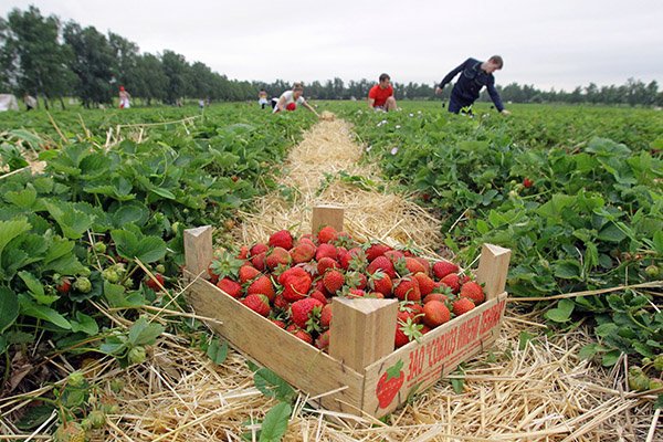 Любители клубнички Любители клубнички