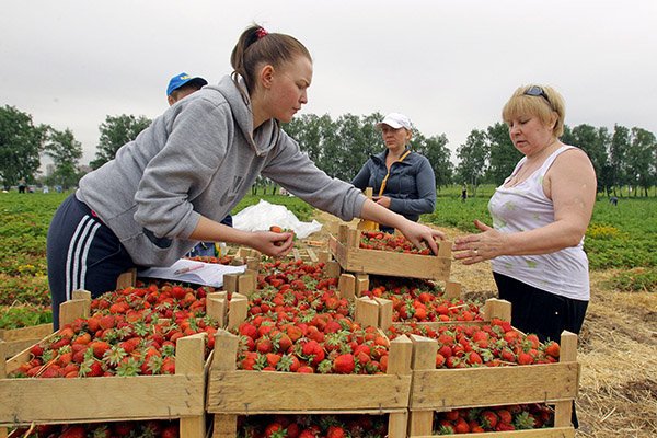Любители клубнички Любители клубнички