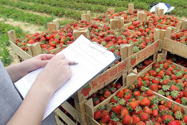 Любители клубнички Любители клубнички