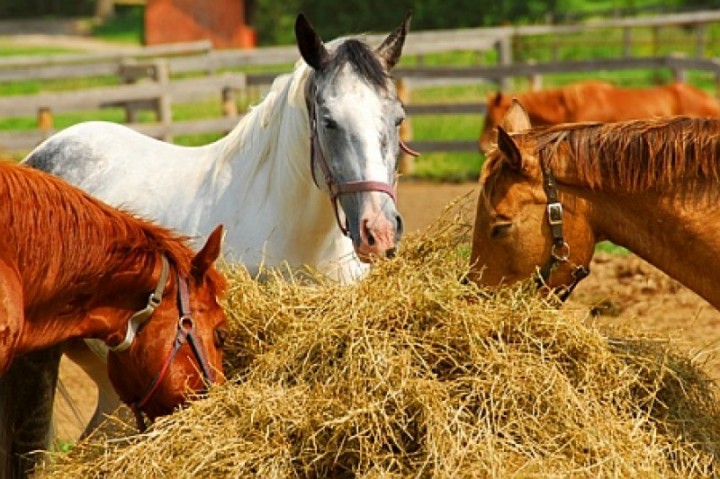 Овес для стада Овес для стада