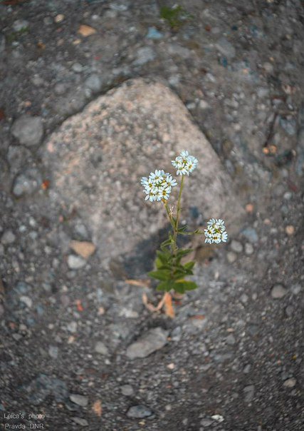 Сводки от ополчения Новороссии 28.06.2015 Сводки от ополчения Новороссии 28.06.2015