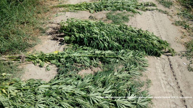 На Дунае обнаружен остров, засеянный коноплей