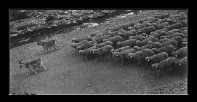 Судьба стада