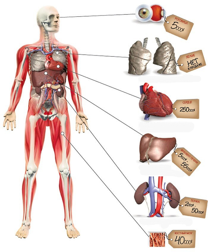 Украина намерена ввести презумпцию согласия на посмертное донорство Украина намерена ввести презумпцию согласия на посмертное донорство