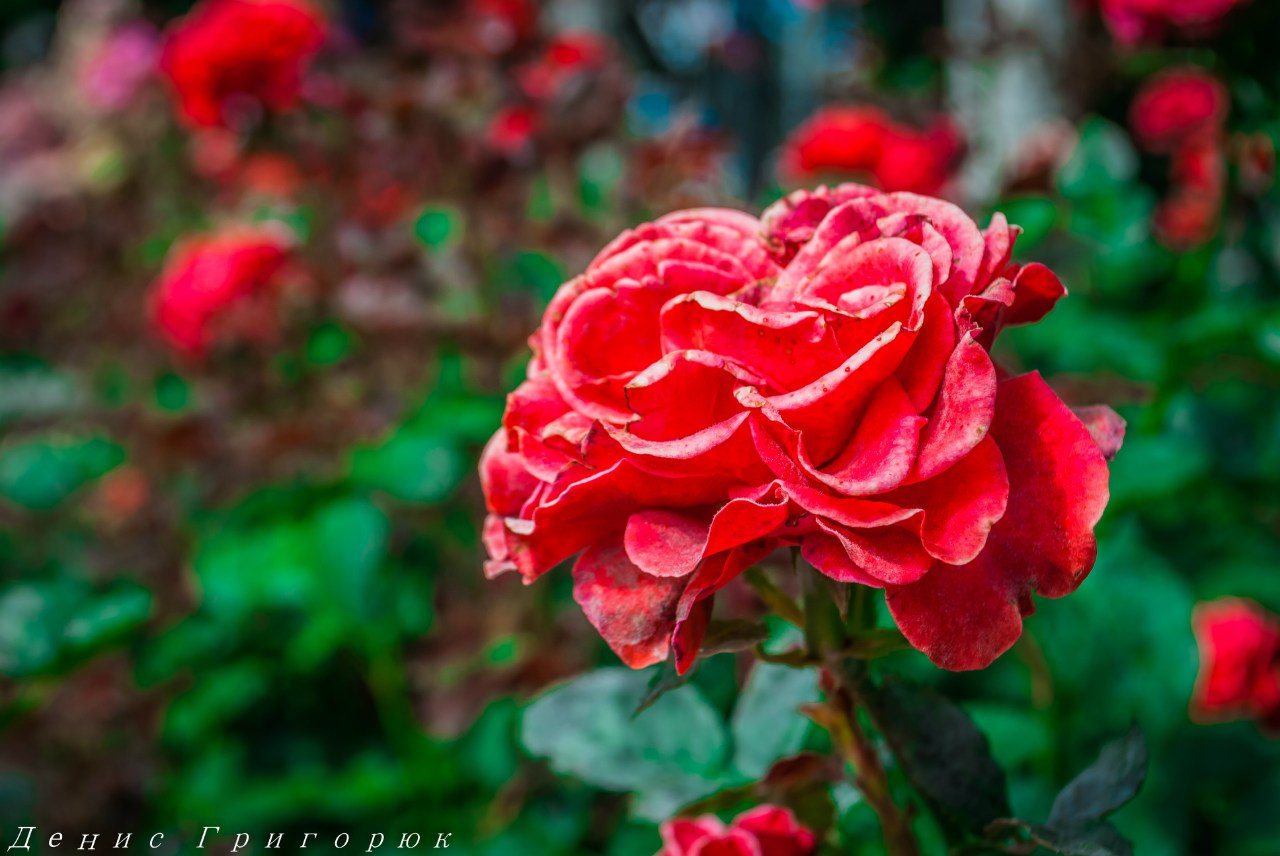 Митинг-реквием "Не забудем, не простим: Славянск" Митинг-реквием "Не забудем, не простим: Славянск"