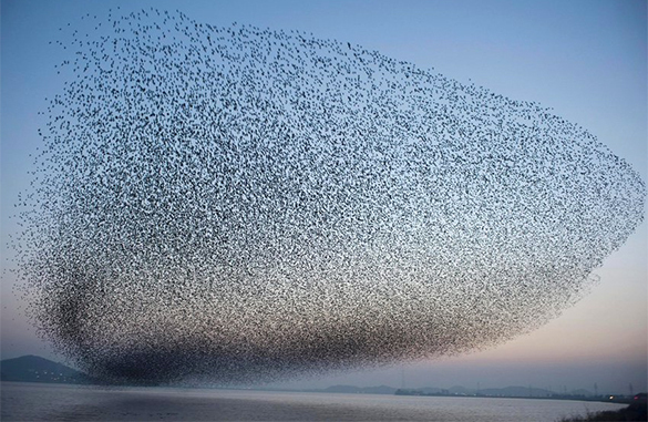 Недобрый знак: тысячи птиц разных видов внезапно покинули Флоридский полуостров Недобрый знак: тысячи птиц разных видов внезапно покинули Флоридский полуостров