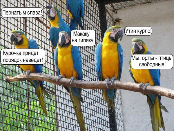 Чирикайте птички, покуда бошки не посворачивали...