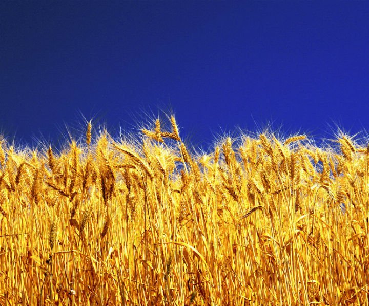 Последнее зерно Украины Последнее зерно Украины