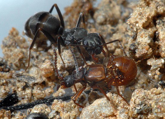 Воспоиминания из детства в тоталитарном СССР-1975 год Воспоиминания из детства в тоталитарном СССР-1975 год