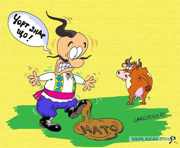 Сбитые летчики украинской политики требуют референдума по НАТО Сбитые летчики украинской политики требуют референдума по НАТО