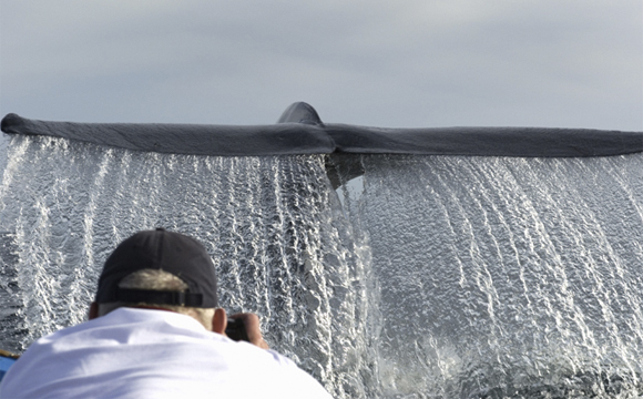 Все самое-самое на планете Земля Все самое-самое на планете Земля