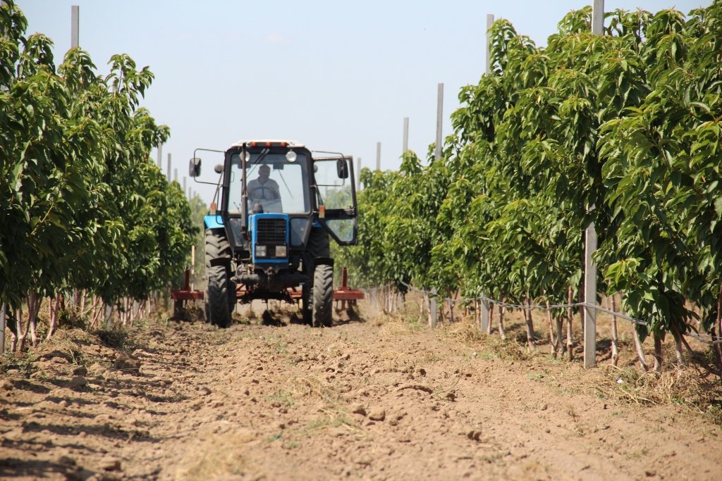 Астраханские фермеры восстанавливают фруктовые сады и наращивают объёмы производства