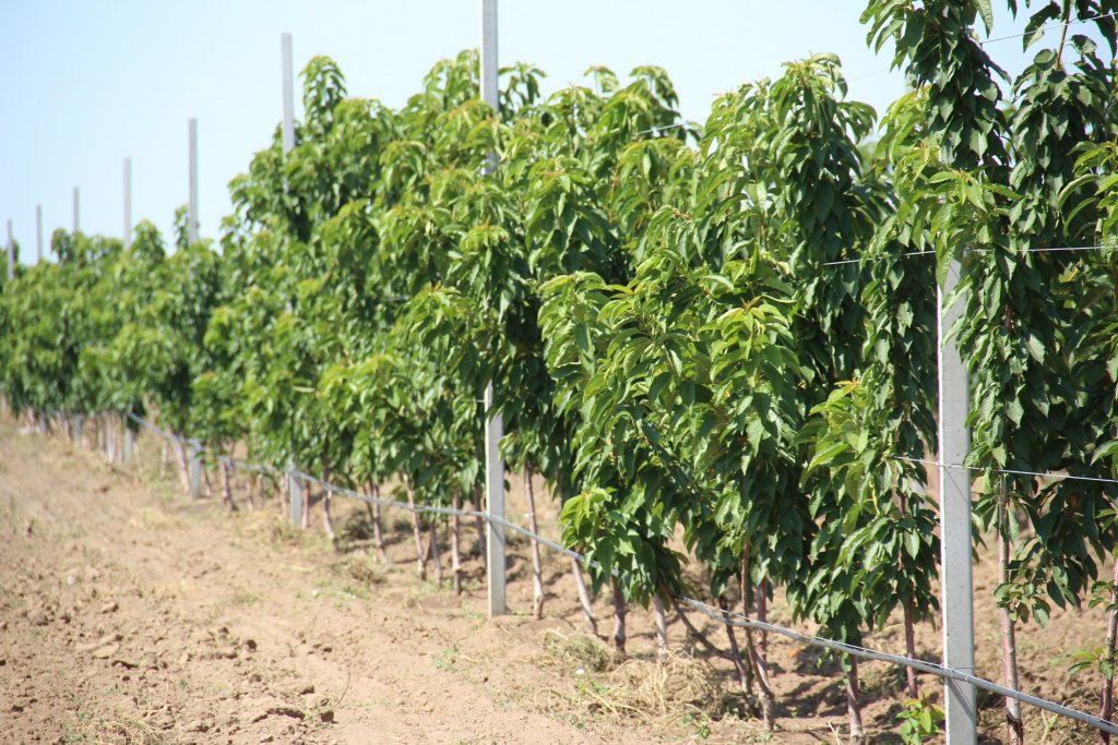 Астраханские фермеры восстанавливают фруктовые сады и наращивают объёмы производства