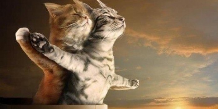 Фильм «Титаник» пересняли с котами в главной роли Фильм «Титаник» пересняли с котами в главной роли